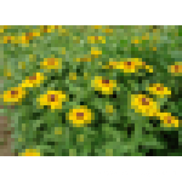 Rudbeckia laciniata /Rudbeckia flower seeds for growing